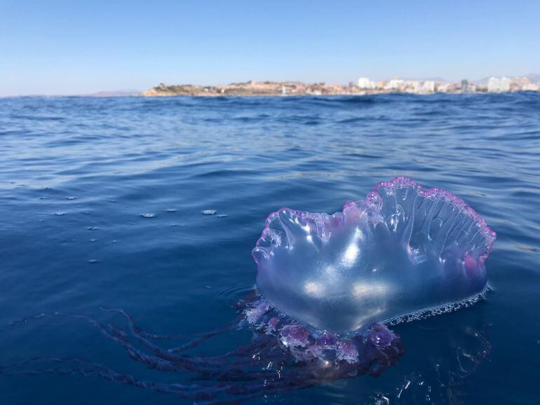 Un ejemplar de carabela portuguesa frente a la costa de El Cabo de las Huertas el pasado viernes 