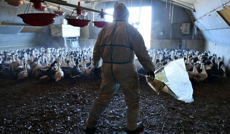 Un granjero preparado para sacrificar a los patos de su granja. 