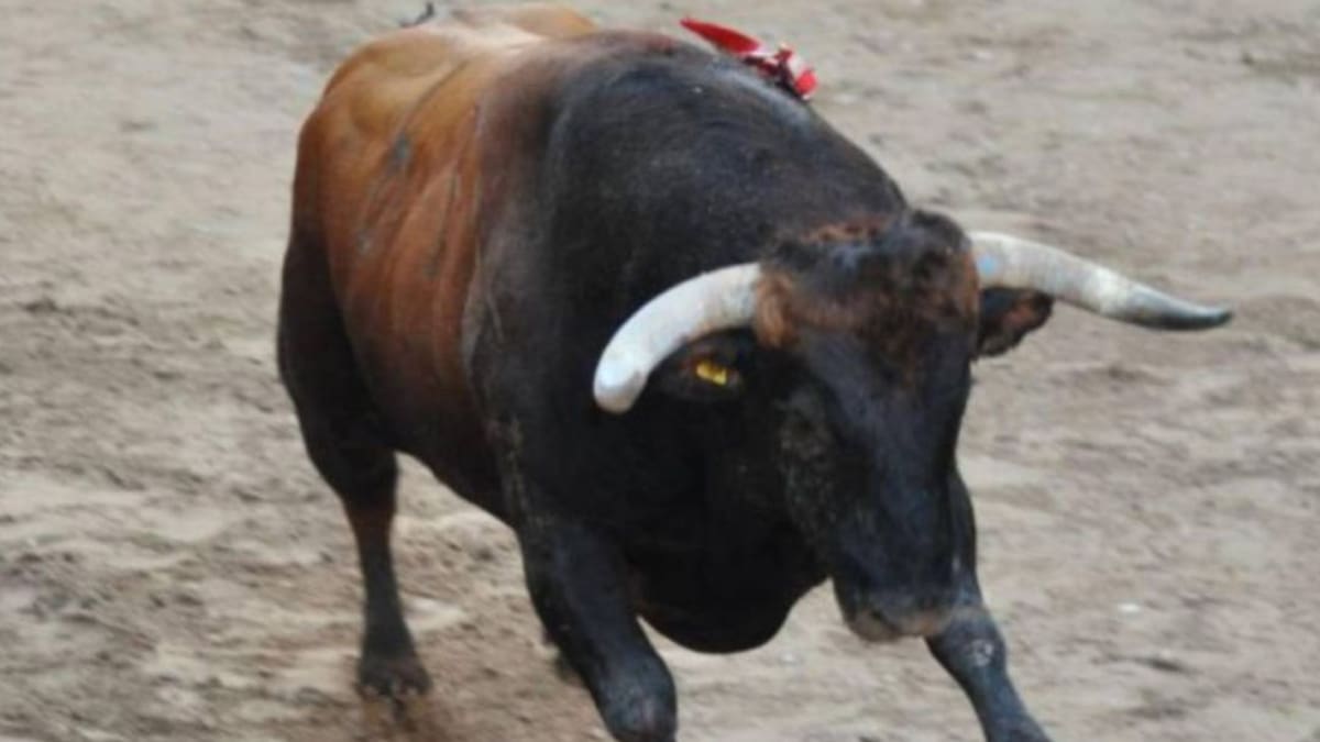 La celebración de bous al carrer este 2020, en vilo