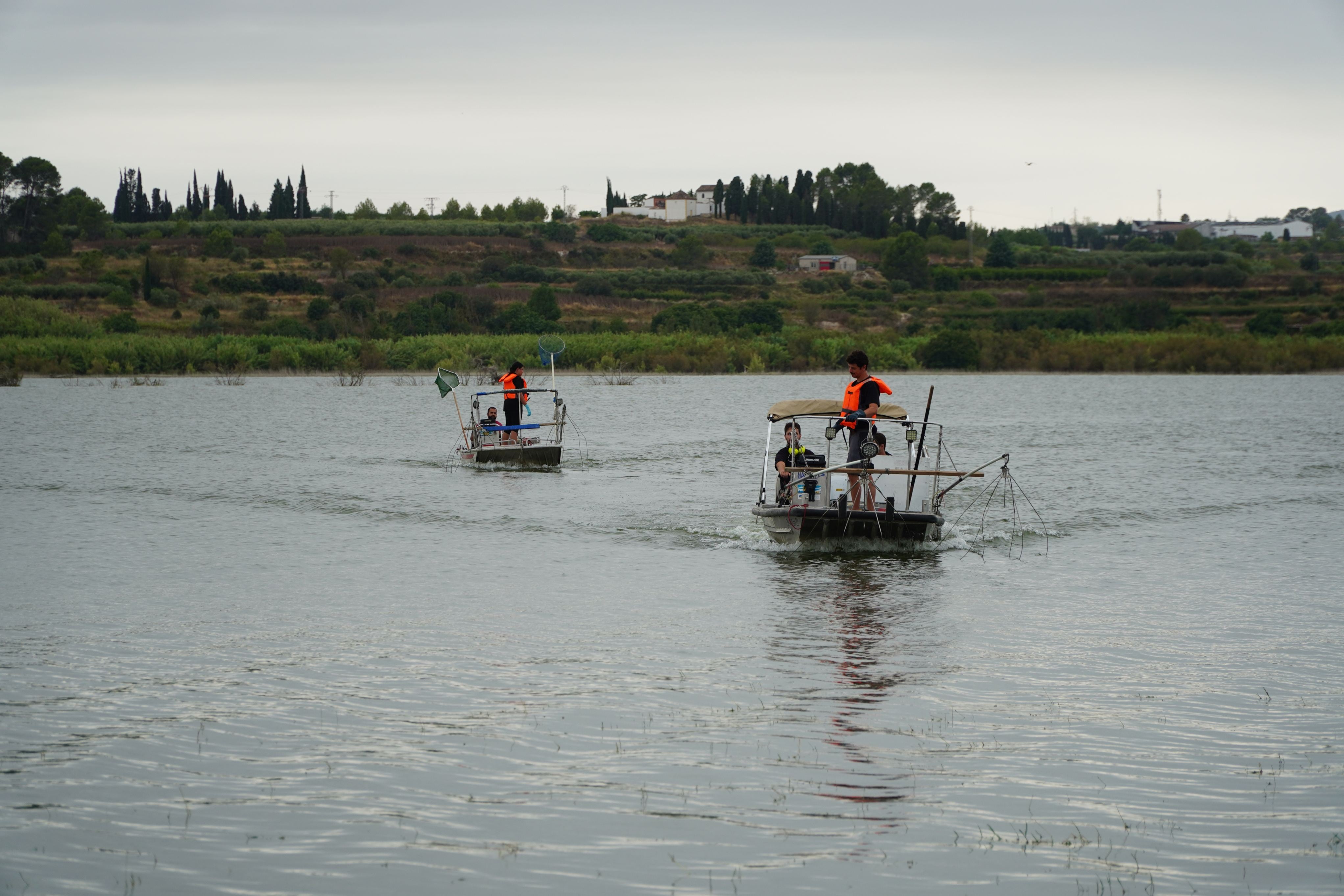 Trabajos de extracción selectiva de peces en el embalse de Bellús
