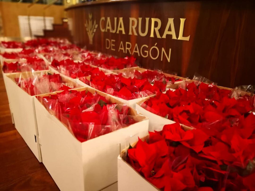 Las plantas de Pascua, las invitadas de este concierto, ya han llegado a la sede de la Caja Rural de Aragón