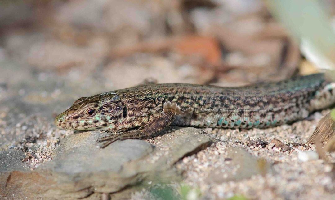 Les sargantanes balears a Menorca viuen un període molt bo.