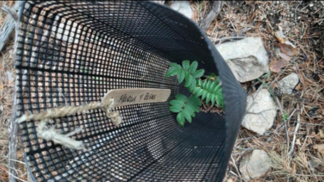 Reforesta lanza la campaña ‘Regala un árbol’