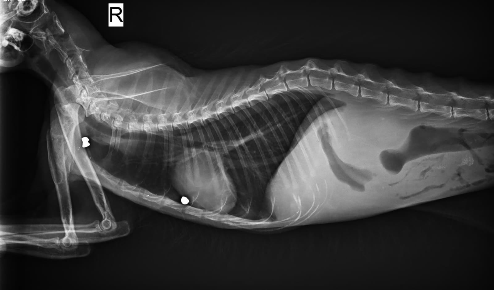 Radiografía de uno de los gatos con balines