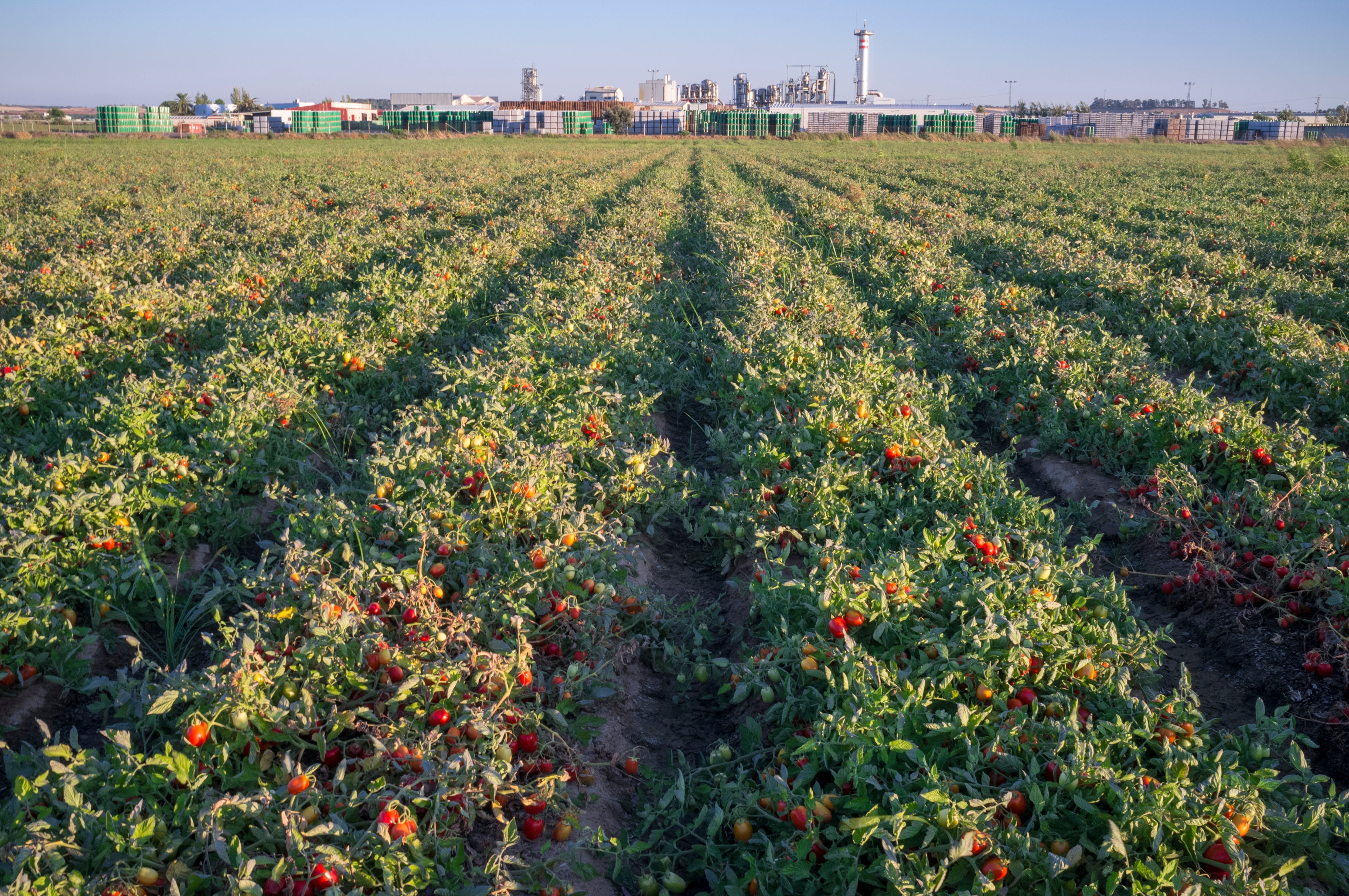 Plantaciones de tomate en Vegas Bajas del Guadiana | GettyImages