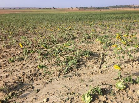 Daños en el girasol.