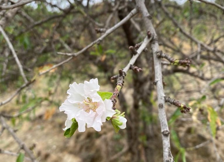 La segona floració no és l&#039;única senyal que indica fins a quin punt la calor altera el nostre entorn natural