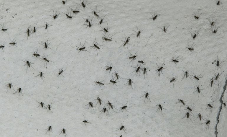 Mosquitos tigre, en una fotografía de archivo.