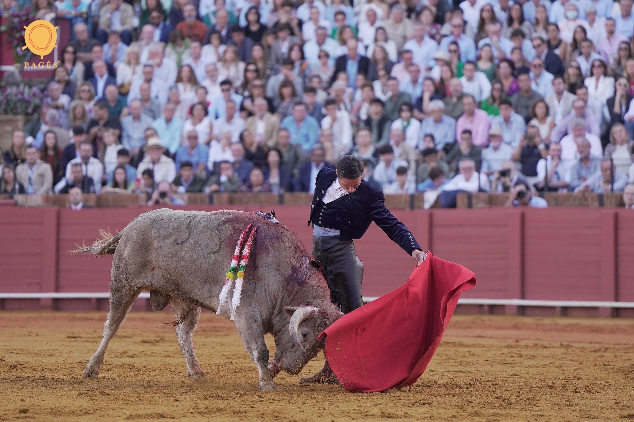 Diego Urdiales ante el ejemplar de Núñez del Cuvillo