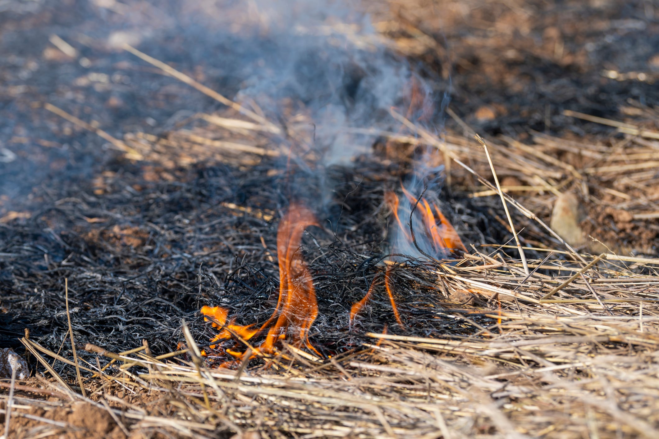 Aumenta el riesgo de incendios forestales por la ola de calor