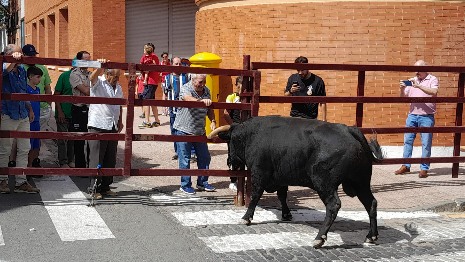 Un toro se acerca a un atajadizo en los encierros  de Almodóvar del Campo 2023