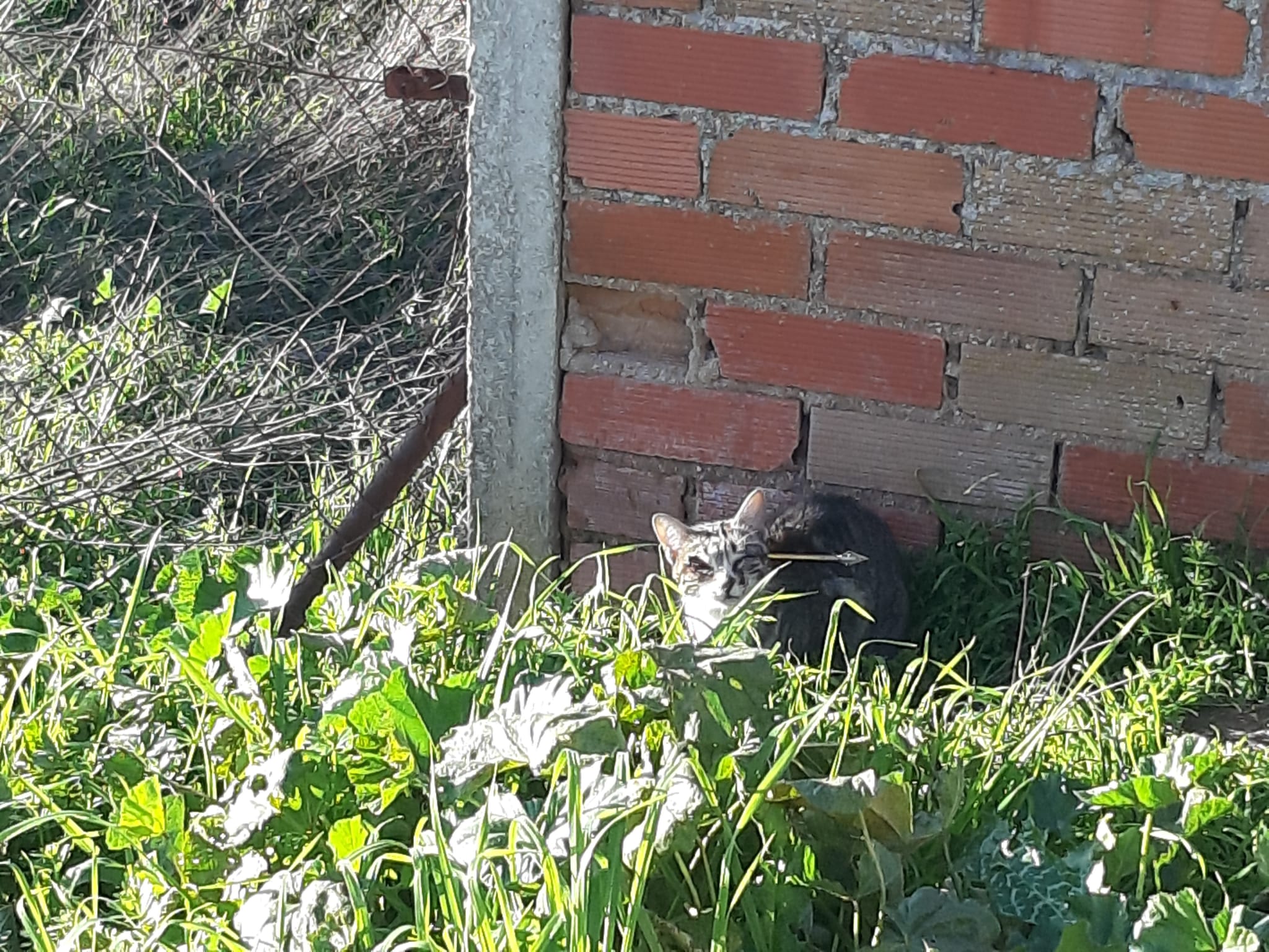 Así estaba Suerte al ser capturada por los miembros de Progato.