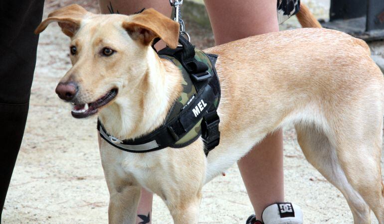Els gossos tenen ara el doble de platges on banyar-se respecte al 2014.