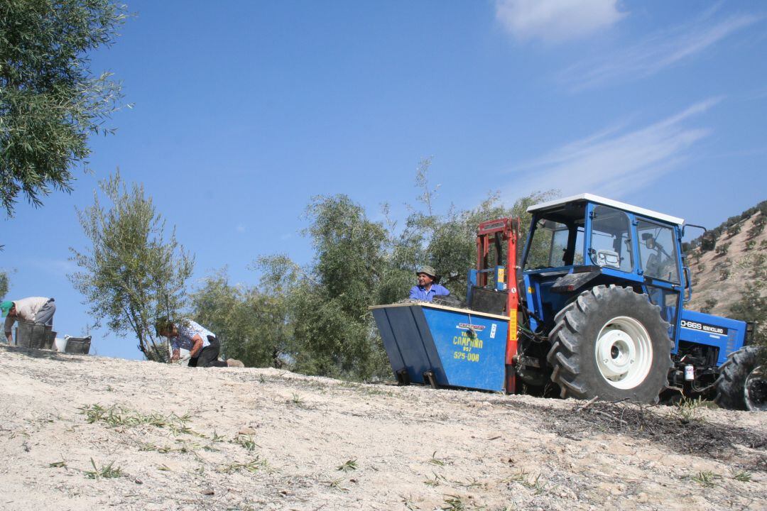 Agricultores recogiendo la cosecha en un olivar de montaña al sur de la provincia de Córdoba 