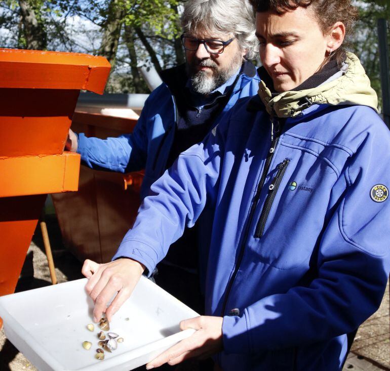Dos tècnics ensenyen exemplars de cloïssa asiàtica extretes de l'Estany de Banyoles.