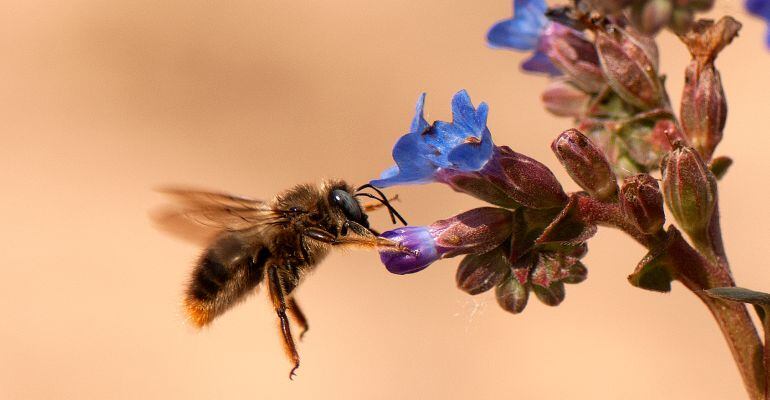 Xylocopa Cantabrita en vuelo en Doñana