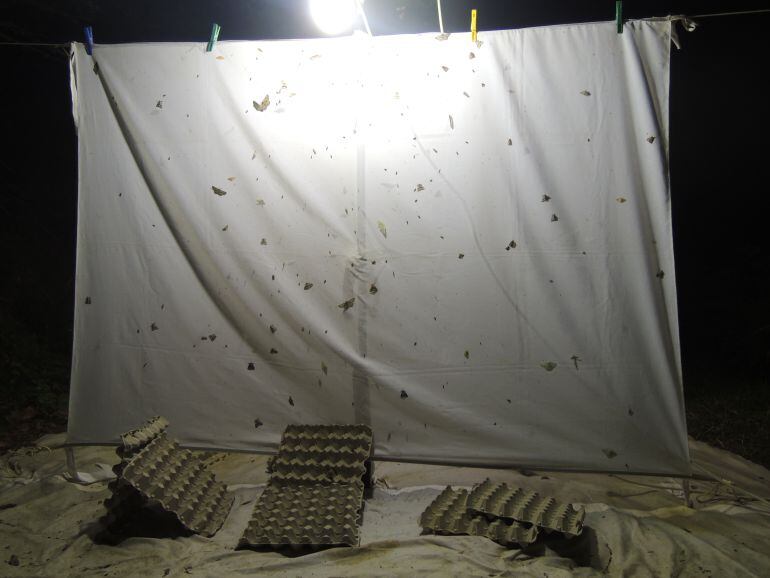 Imagen del muestreo de mariposas que se realizó el pasado mes de julio