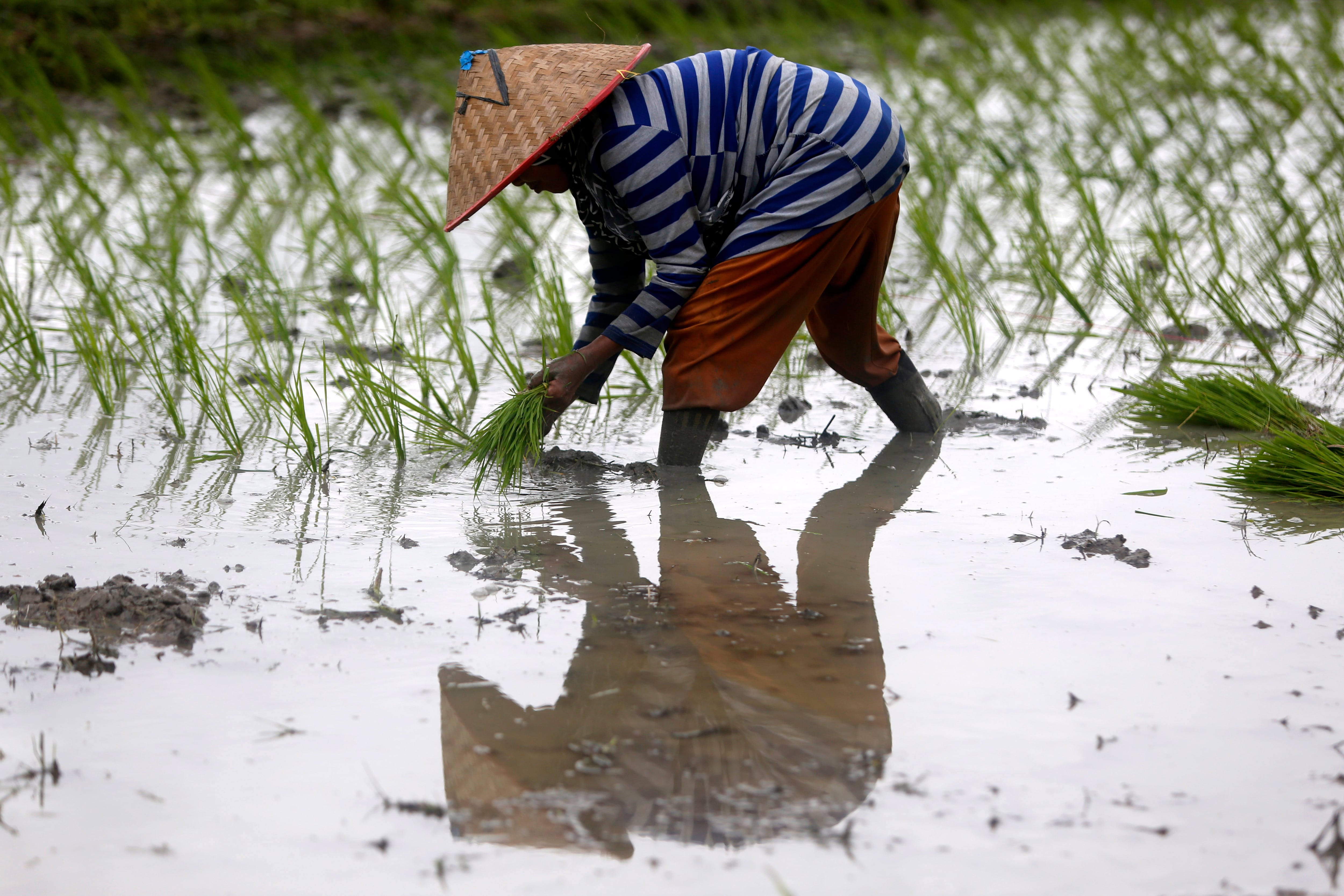 -FOTODELDIA- Blang Bintang (Indonesia), 06/02/2023.- Un agricultor planta arroz durante el comienzo de la temporada de siembra en el área de Blang Bintang, Aceh Besar, Indonesia. Según datos de la Agencia Central de Estadísticas de Indonesia, la agricultura, la silvicultura y el sector pesquero registró una participación del 12,9 por ciento del Producto Interno Bruto en el tercer trimestre de 2022, convirtiéndose en el más grande después del sector de la industria de procesamiento y el sector minero. EFE/HOTLI SIMANJUNTAK
