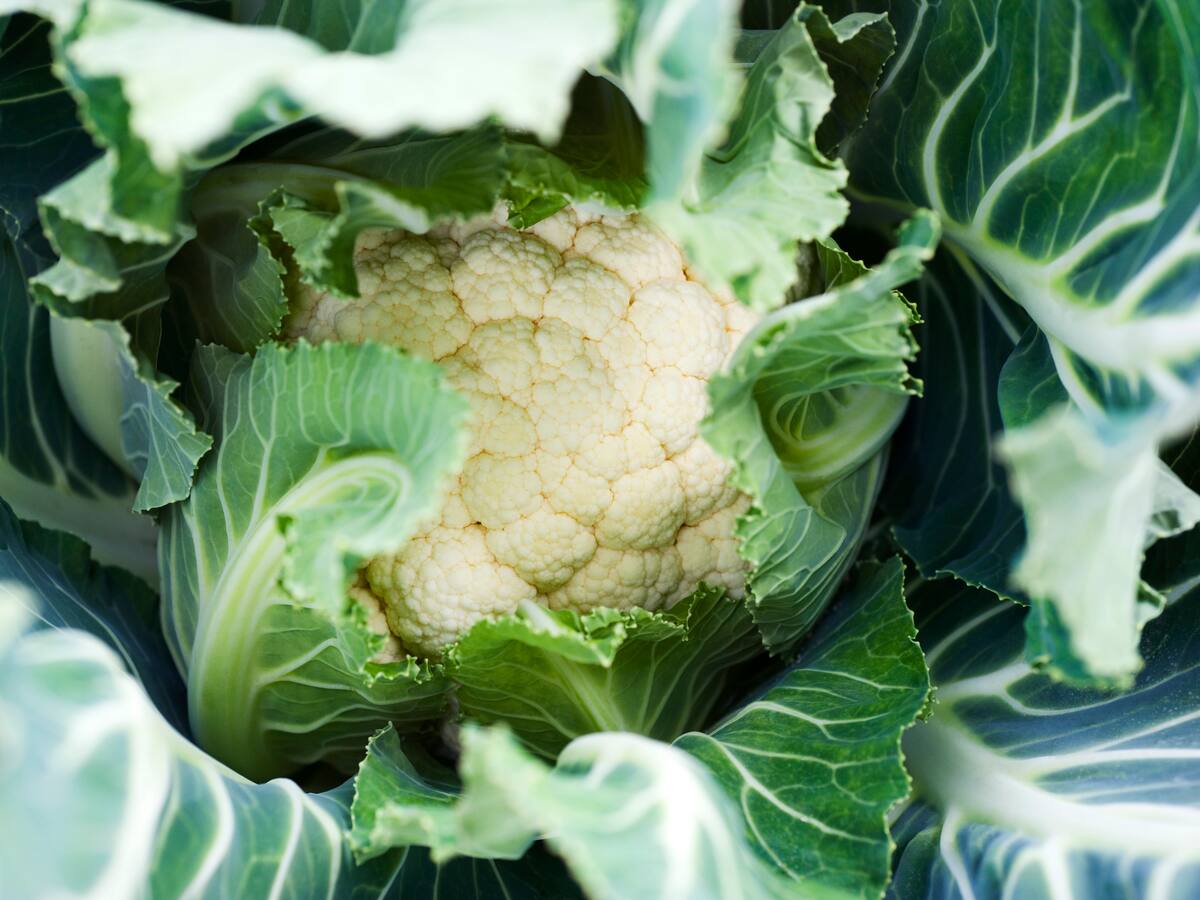 Calahorra exalta su huerta: arrancan las Jornadas Gastronómicas de la Verdura con sabor internacional