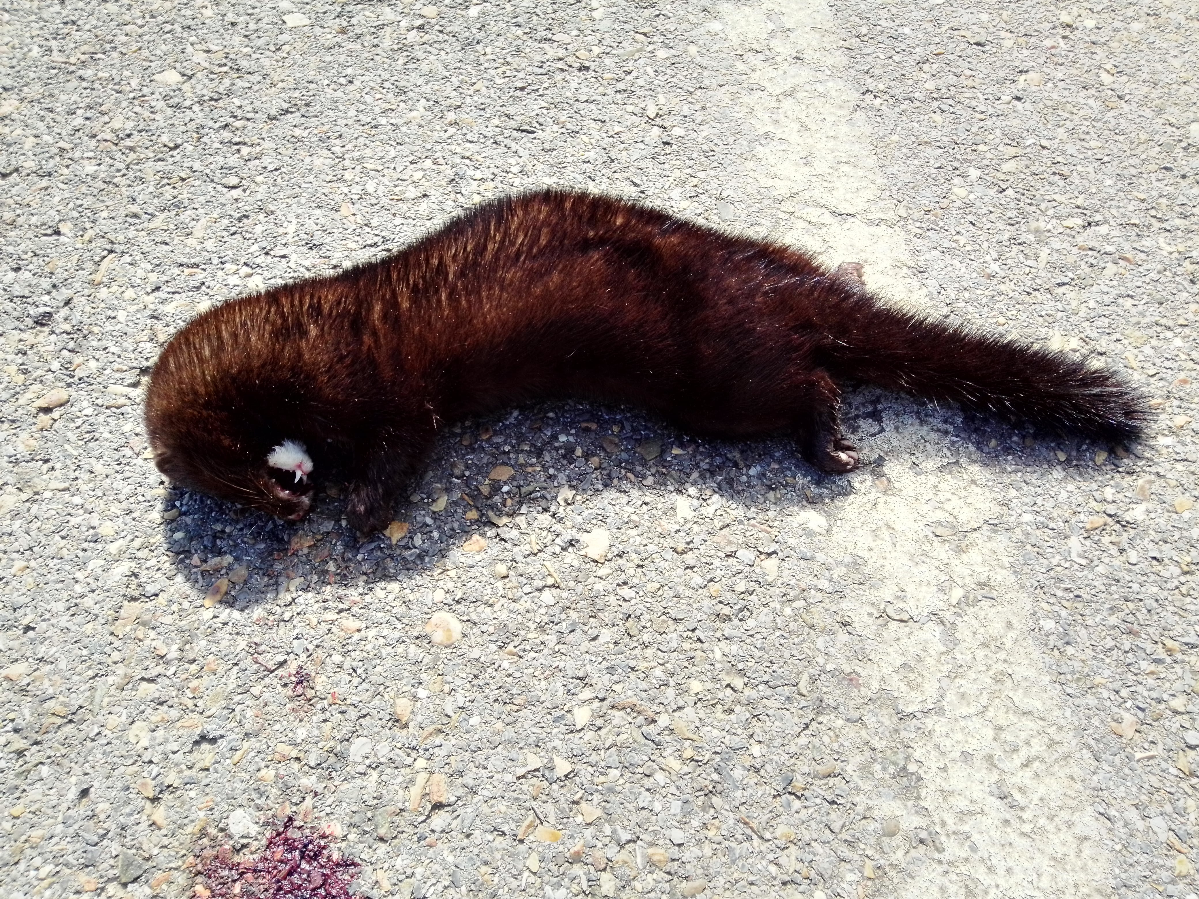 La Asociación Ecologista La Braña constata la presencia del visón americano en el Rubagón