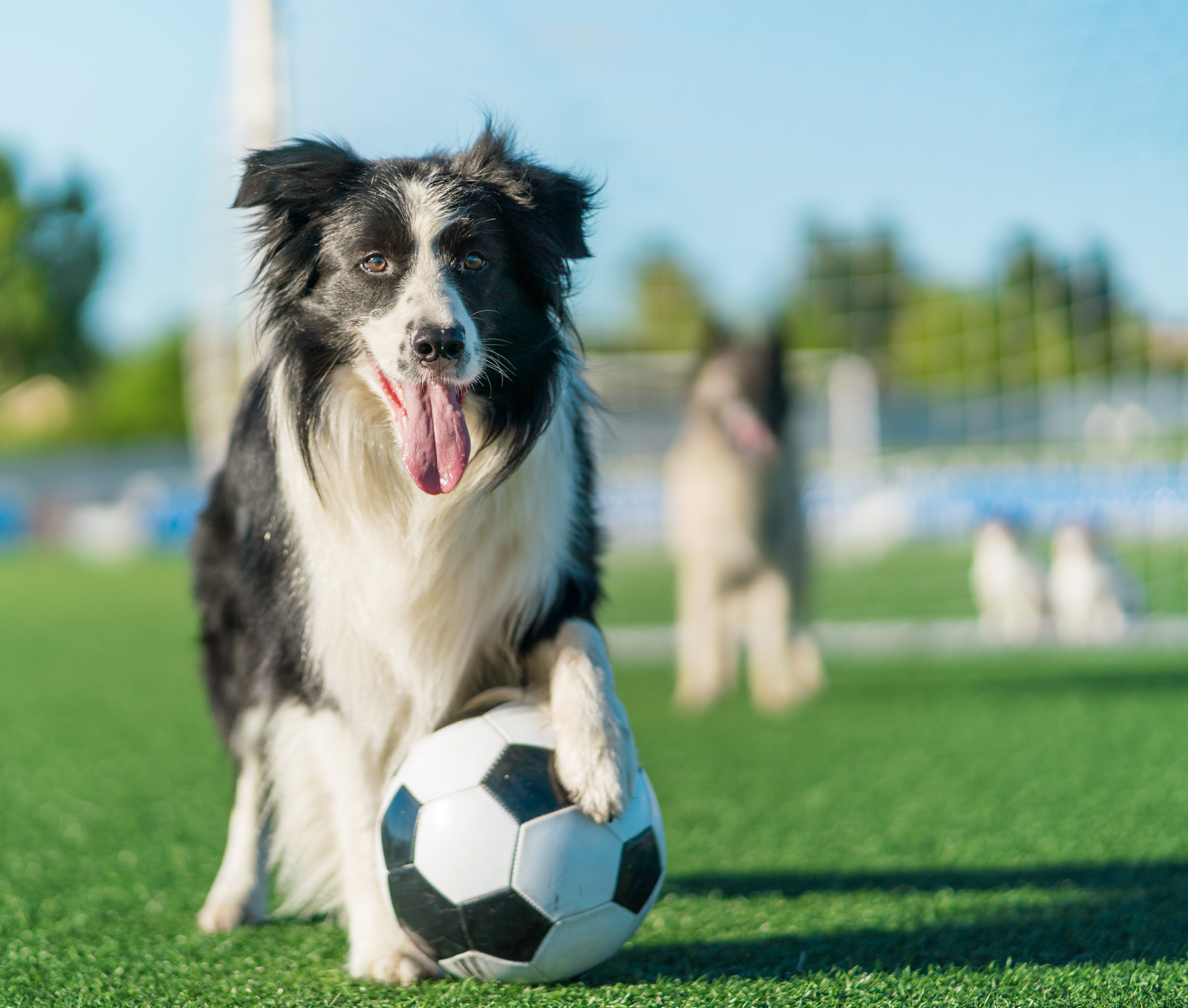 Perro jugando al fútbol