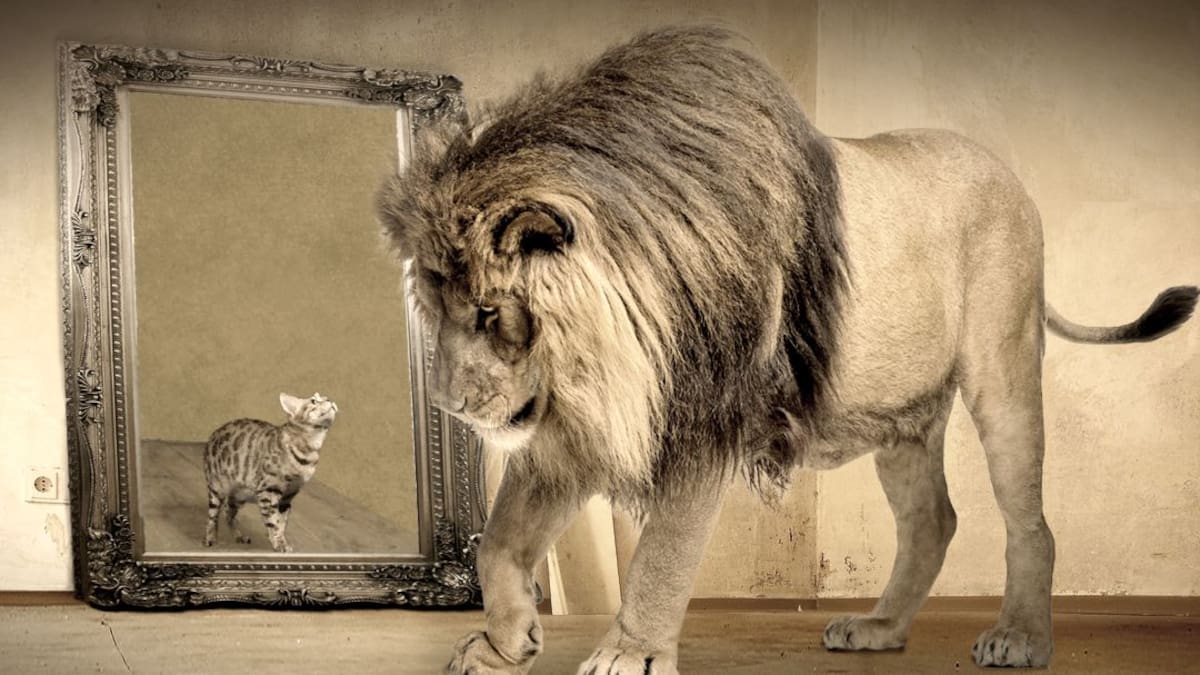 La mirada ECOlógica 01x04: ¿Un lindo gatito o un fiero león?