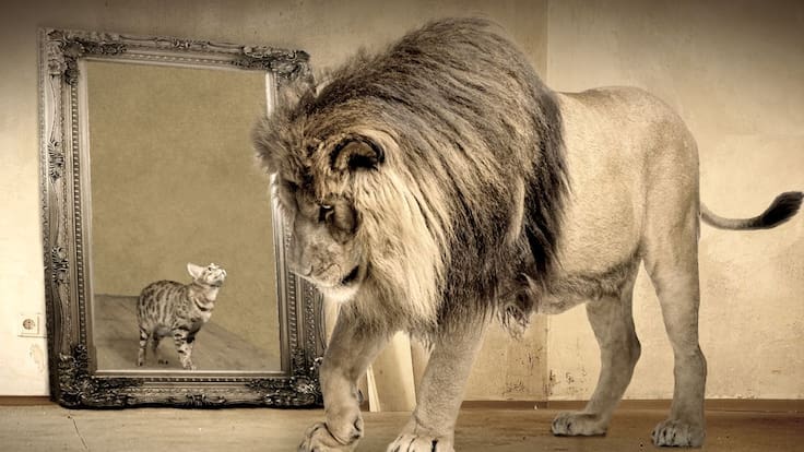 La mirada ECOlógica 01x04: ¿Un lindo gatito o un fiero león?