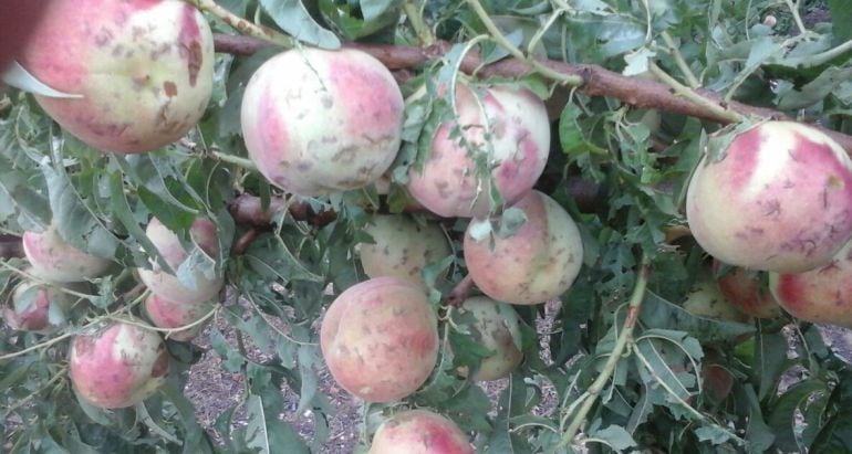Camp de pomeres de Sunyer, afectat per la pedregada del 31 de juliol.