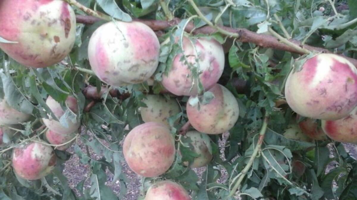 20 milions per la pedregada del 31 de juliol