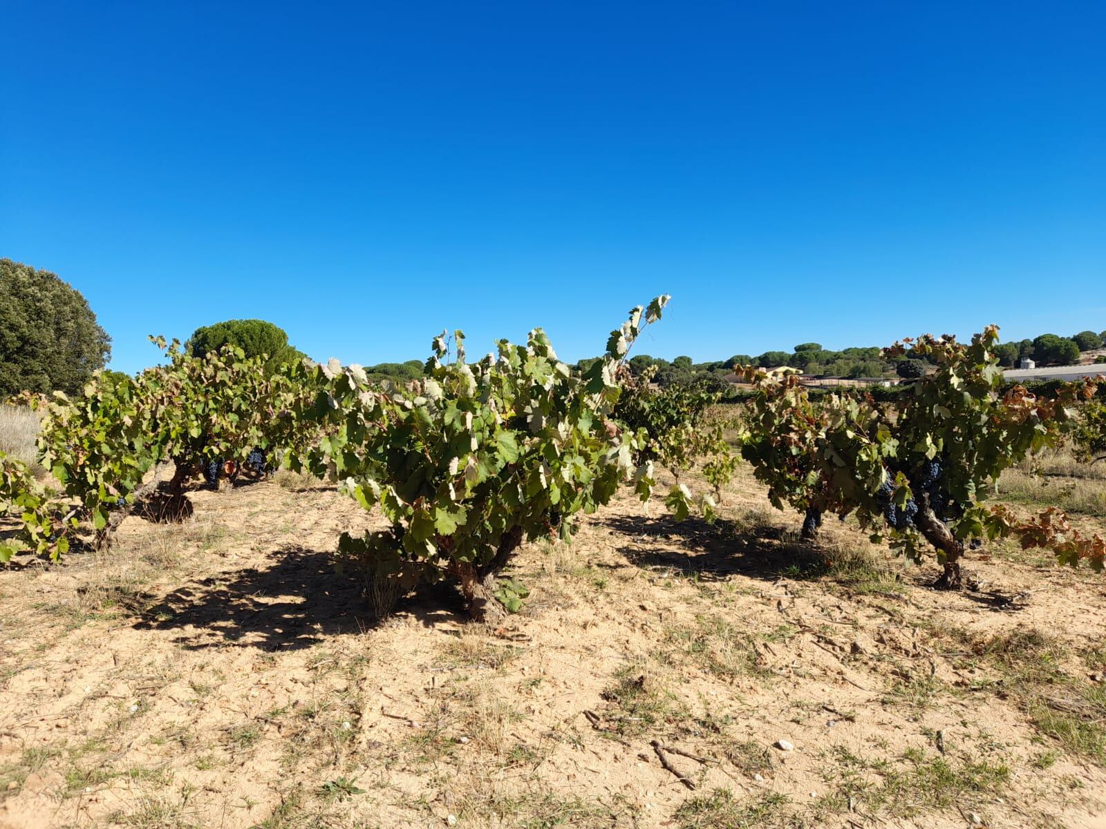 Viñedo de la Ribera del Duero listo para la vendimia 2023