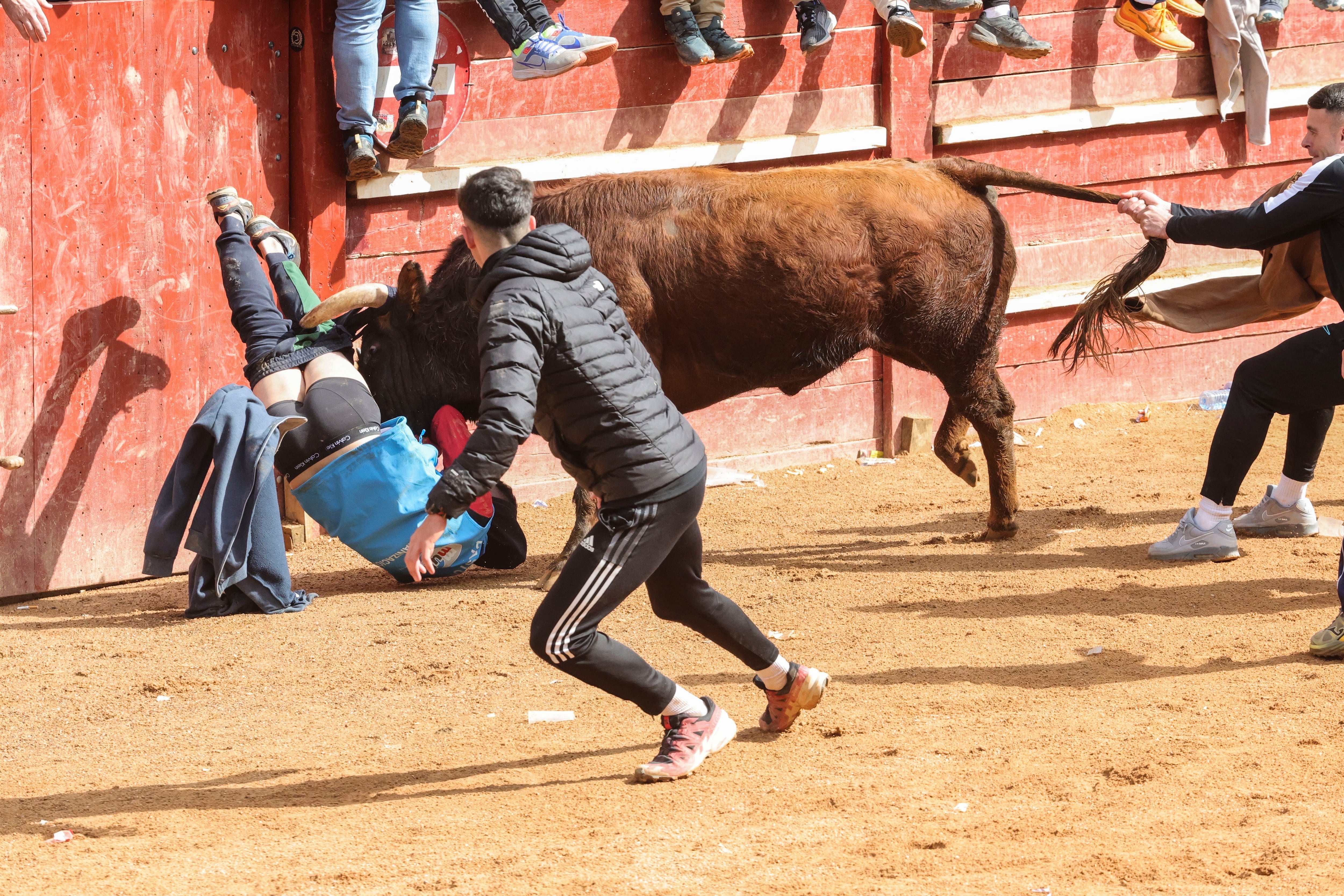 CIUDAD RODRIGO (SALAMANCA), 04/03/2025.- La accidentada capea de toros en el carnaval de Ciudad Rodrigo, con varios heridos por asta de toro, ha obligado a retrasar el desencierro por estar todos los quirófanos ocupados en este martes de carnaval. EFE/ JM García
