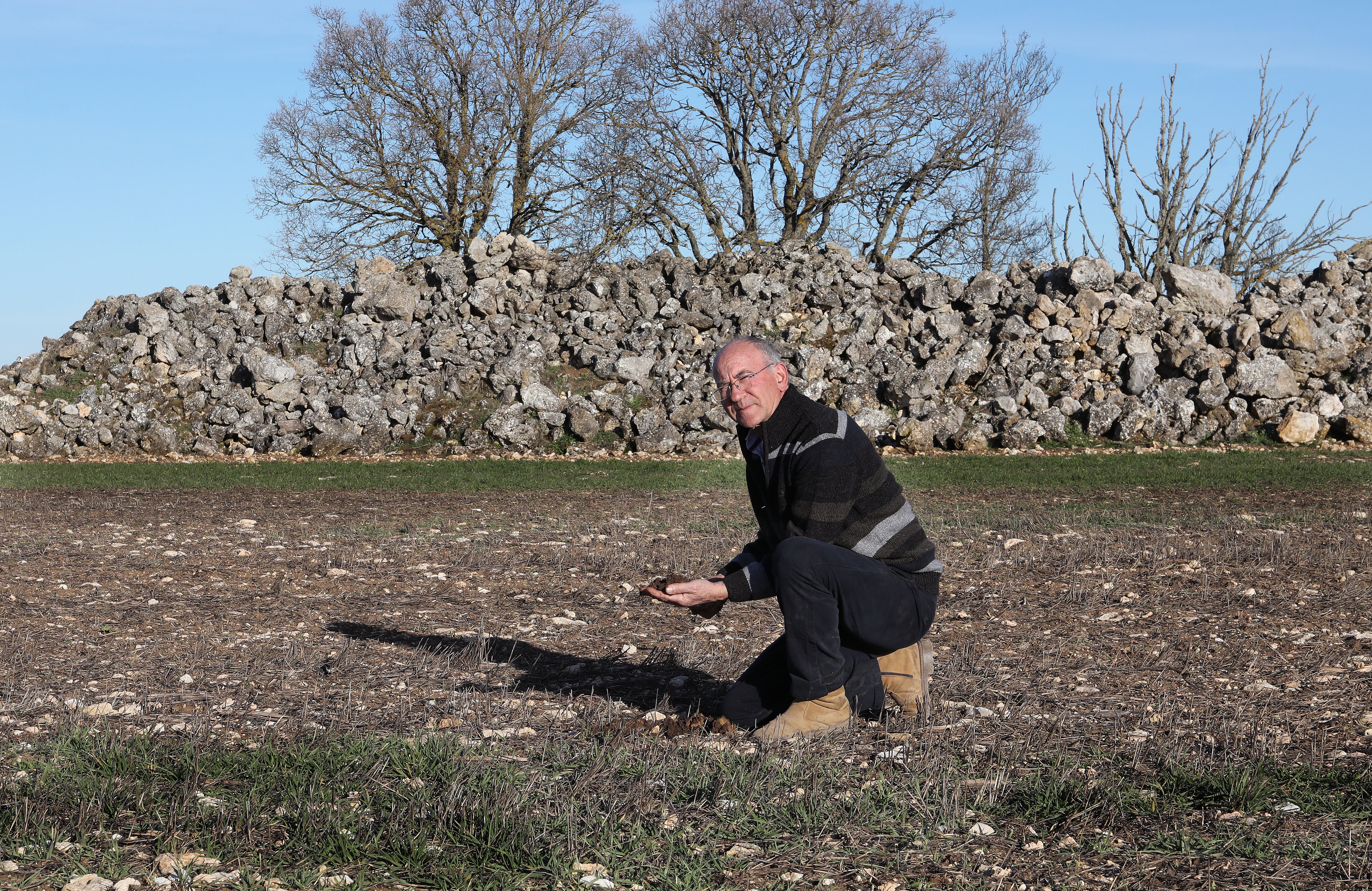 El agricultor Santiago Arnáiz busca algún ejemplar de zagro en una de sus fincas de Espinosa de Cerrato (Palencia) donde se observan zonas sin planta de cereal causadas la plaga