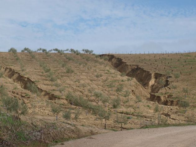 Erosión en un olivar en Córdoba.