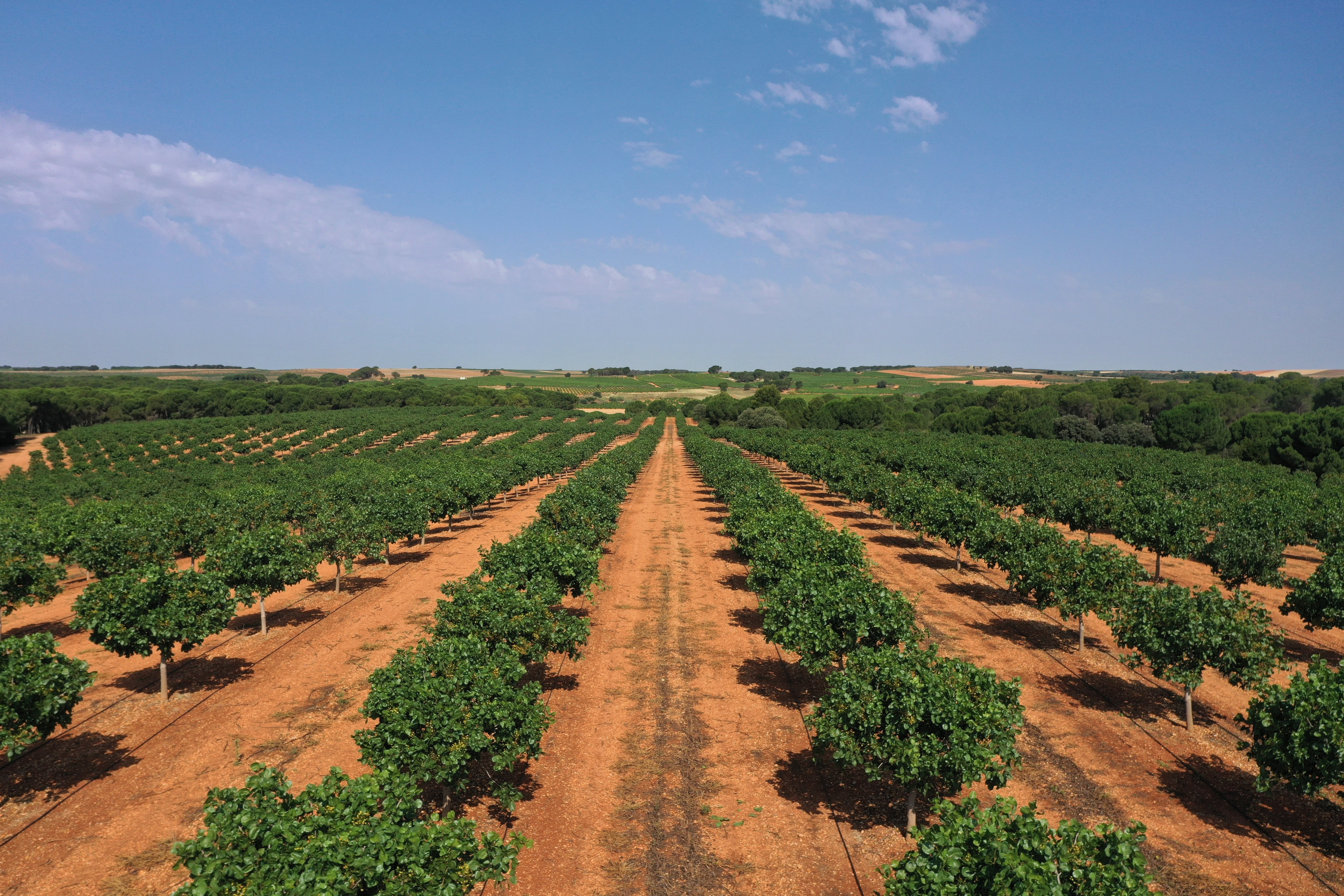 Campos de cultivo de Agróptimum.
