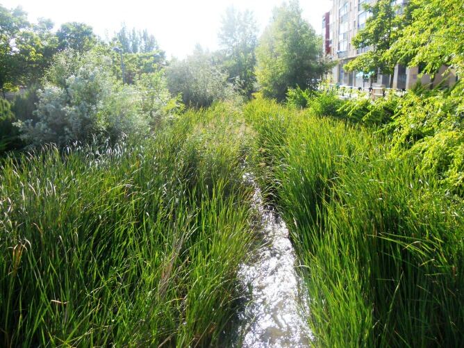 Estado actual del Esgueva a su paso por la ciudad