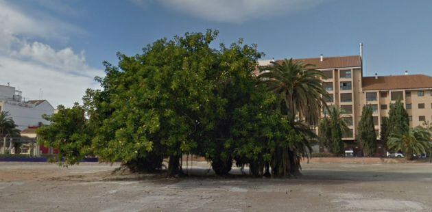 Ficus del Cabanyal