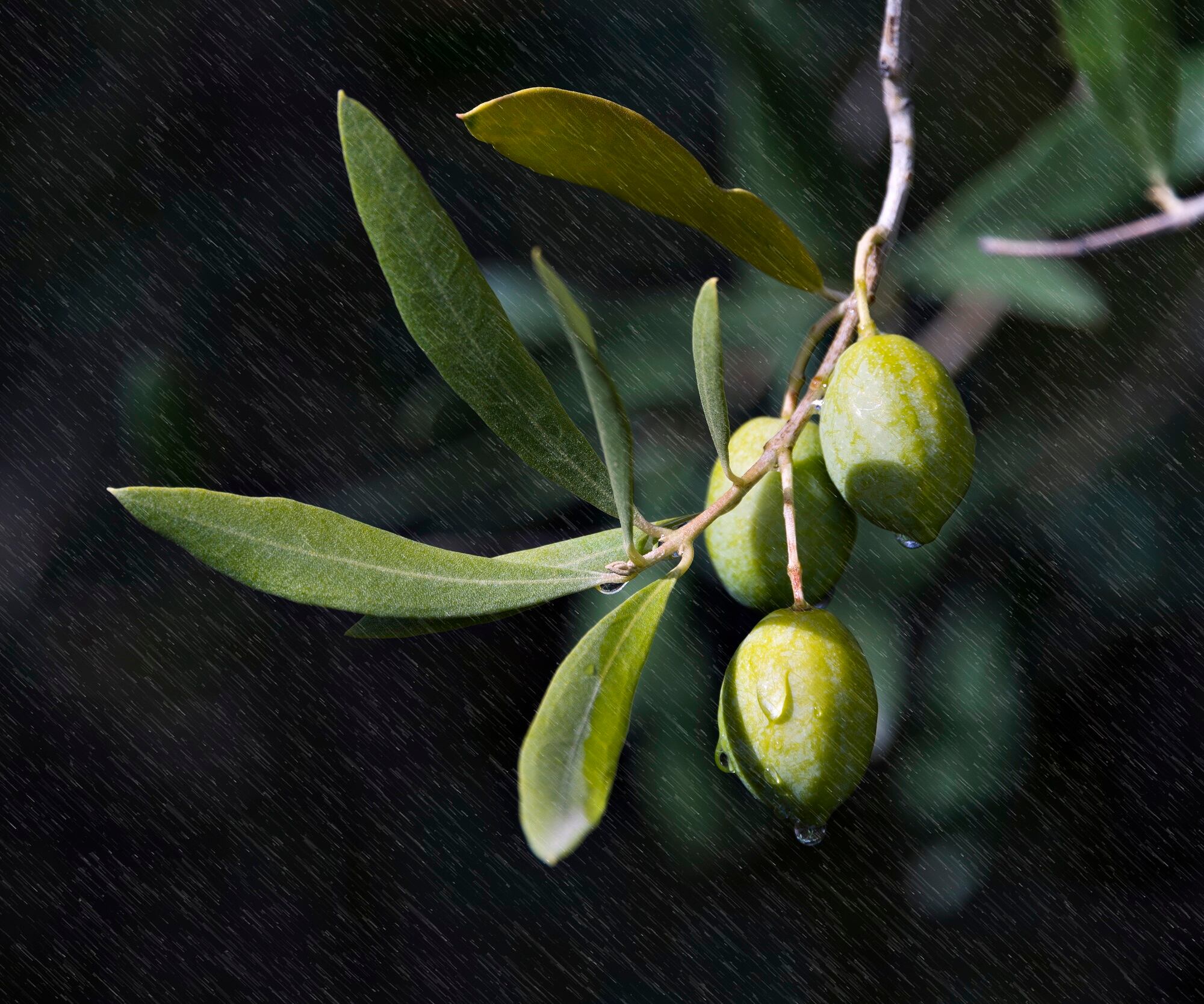 Aceitunas de un olivar regadas por el agua de lluvia