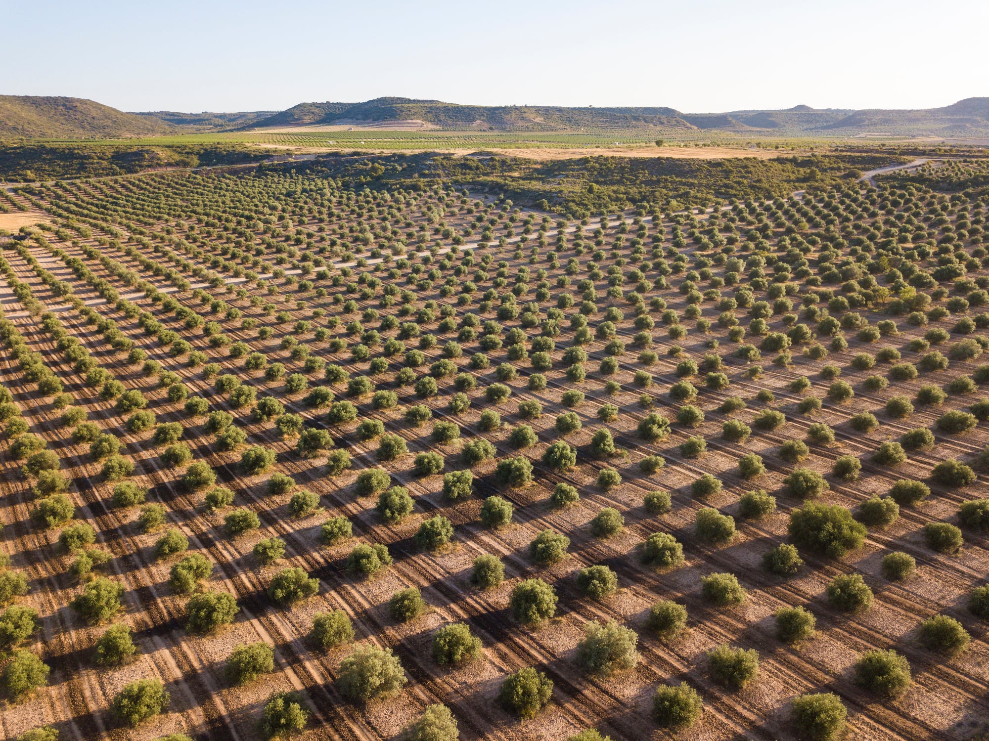 Vista aérea de una plantación de olivar en España