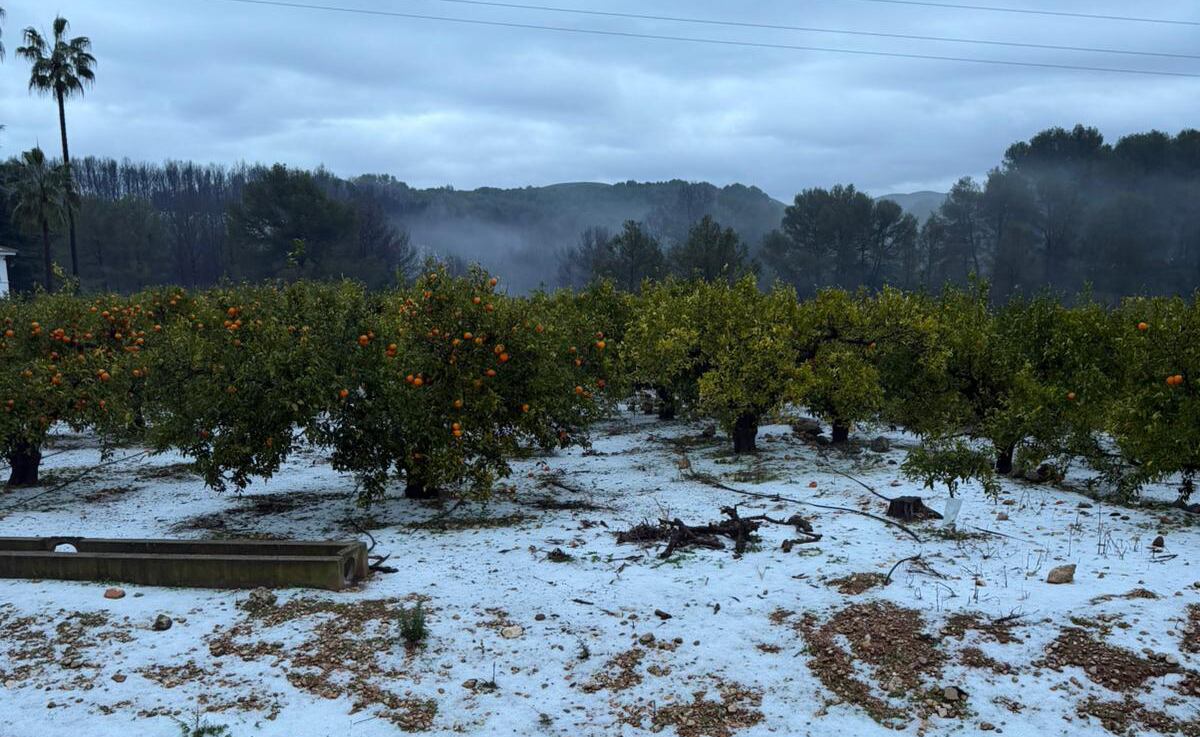 Un campo afectado por el granizo en el Pla de Corrals. Fuente: AVA-ASAJA