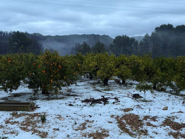 Un campo afectado por el granizo en el Pla de Corrals. Fuente: AVA-ASAJA