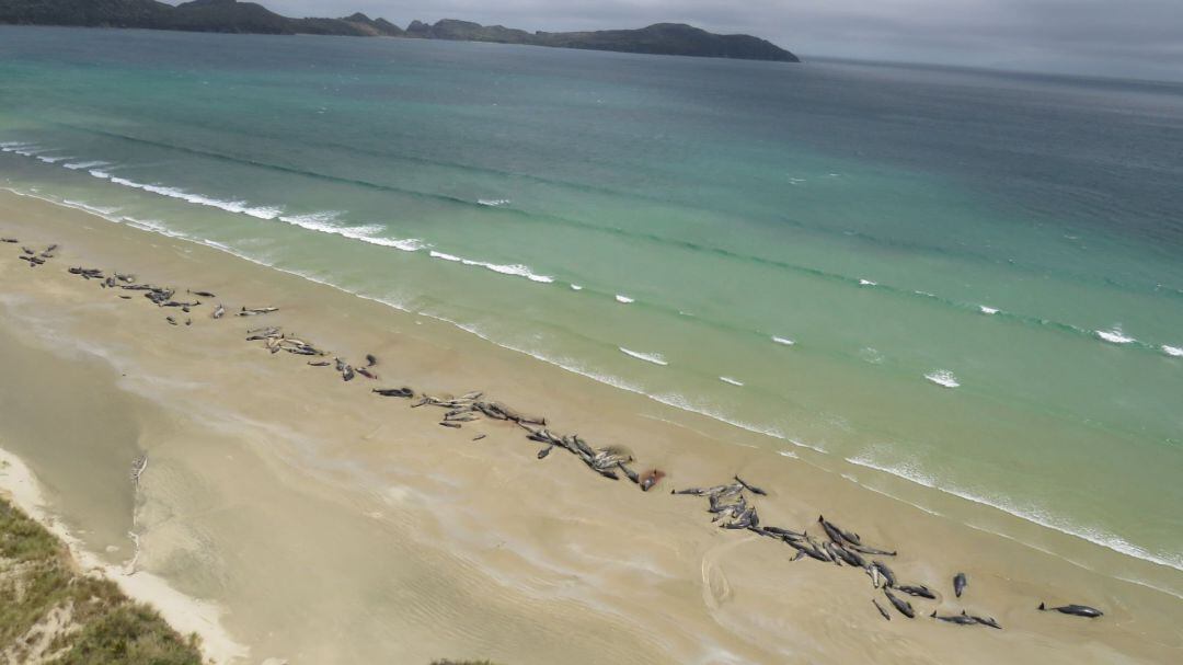 Terrible imagen de las ballenas varadas en la costa de Nueva Zelanda.