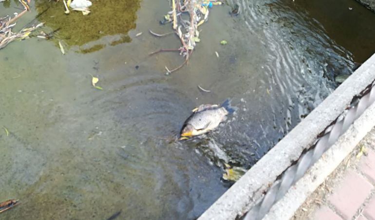 Uno de los peces muertos en el lago