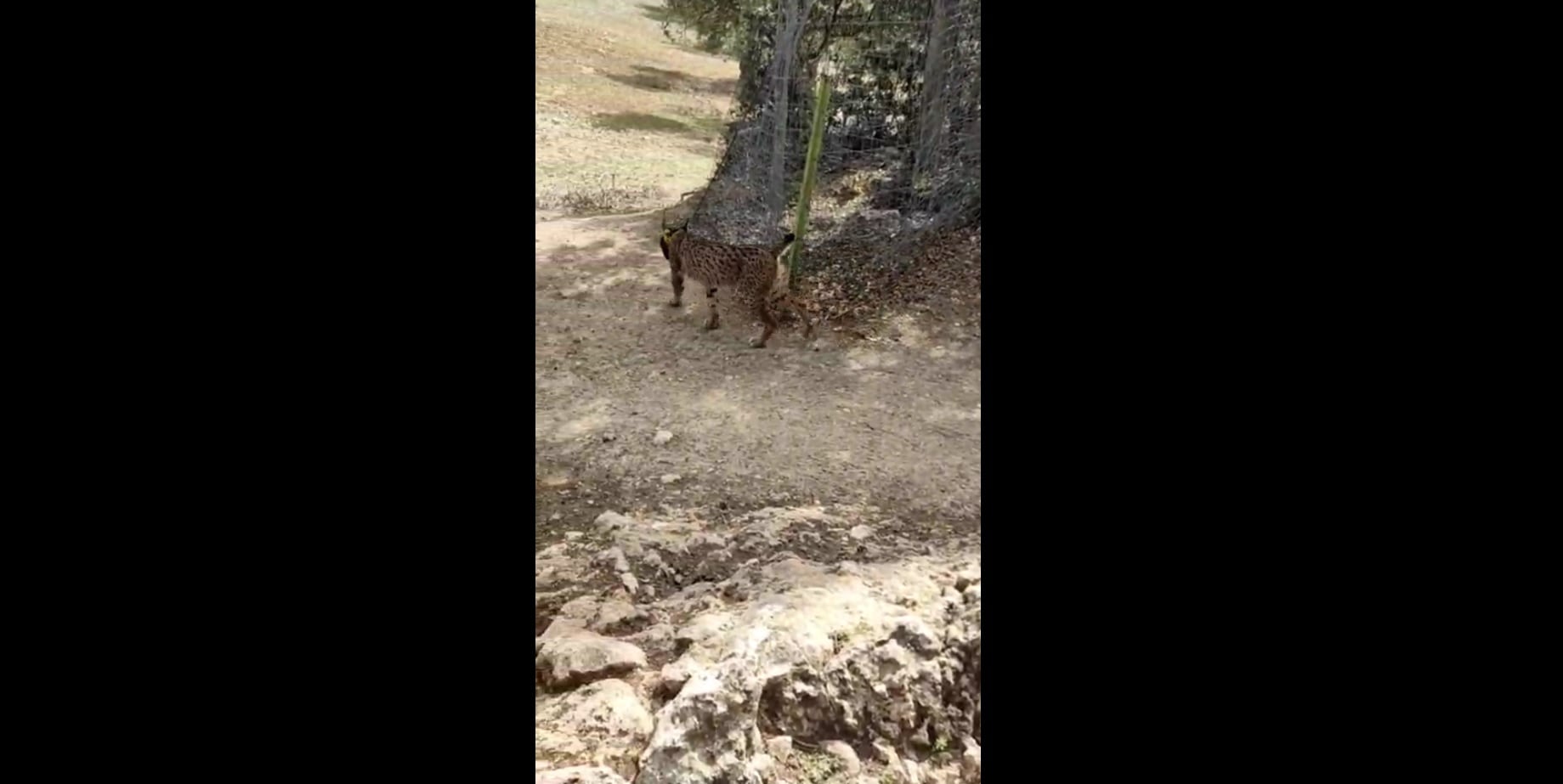 Fotograma del vídeo en el que se ve al lince por el olivar de Pegalajar, en Jaén.