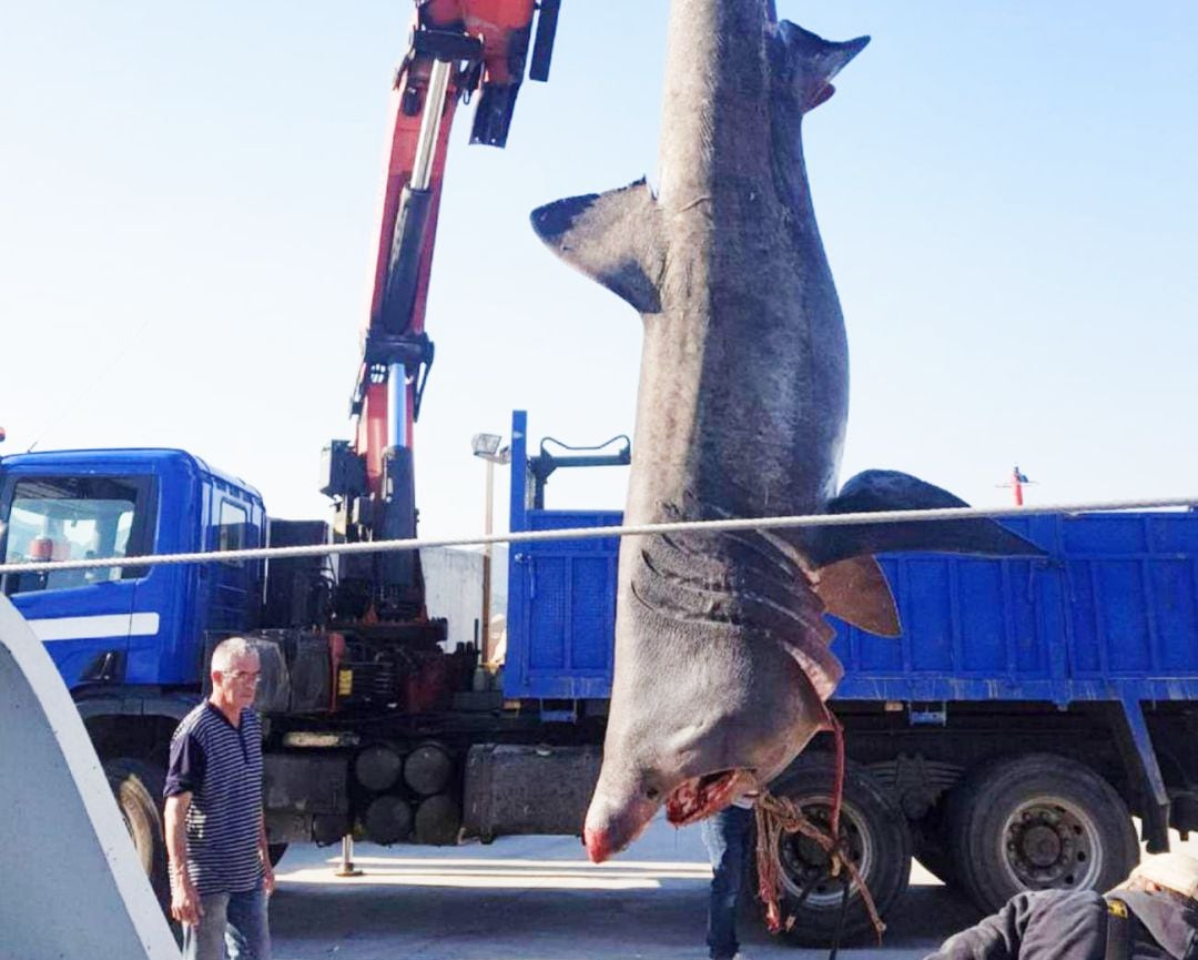 Imagen de archivo de un tiburón pescado en Llançà (Girona)