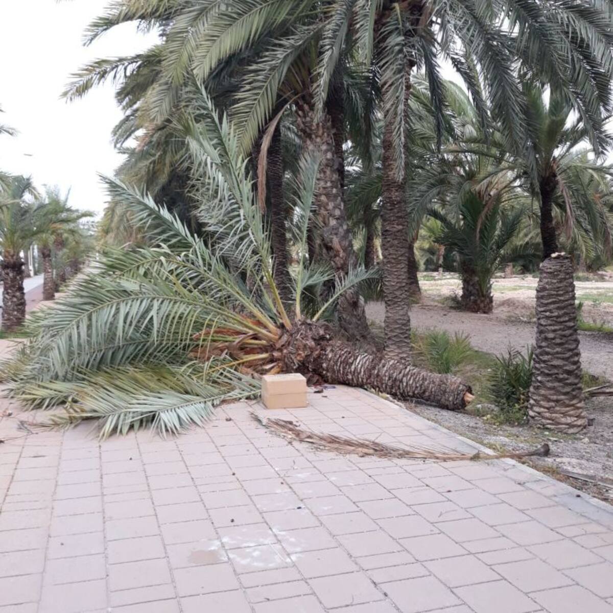 Alerta amarilla por rachas de viento de más de 80 km/h