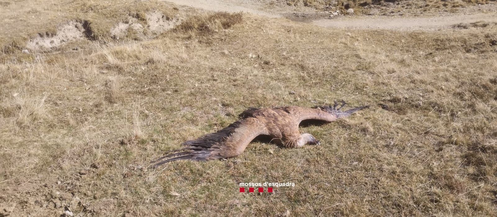 Un dels dos voltors morts després de menjar carn d'un toro al que se li havia fet l'eutanàsia amb una substància que va resultar tòxica per a aquestes aus. Foto: Mossos d'Esquadra.