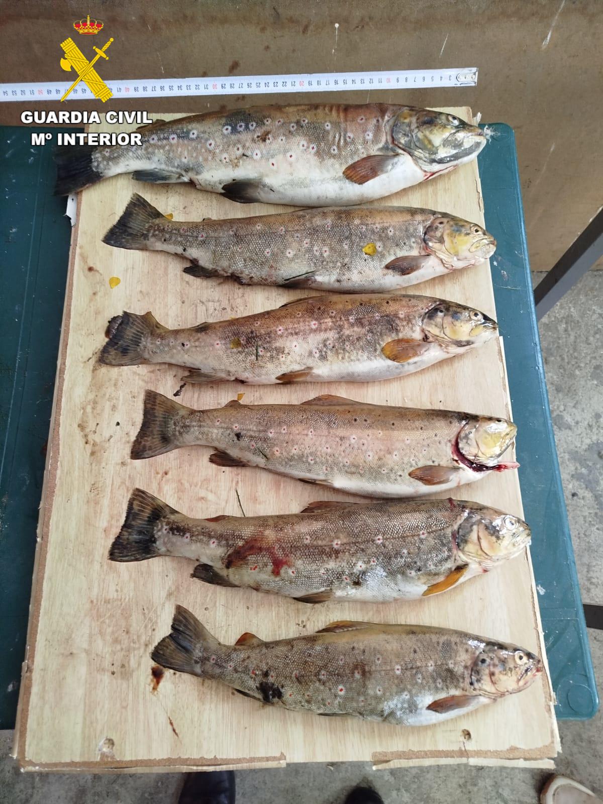 Truchas incautadas en la detención de dos pescadores furtivos - Guardia Civil