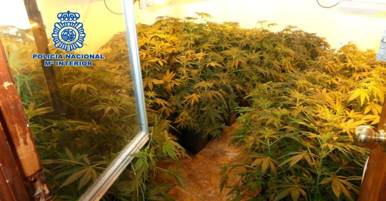 Interior de una de las viviendas con la plantación de marihuana.