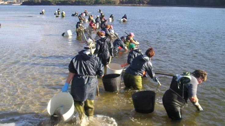 La toxina da un respiro al marisqueo