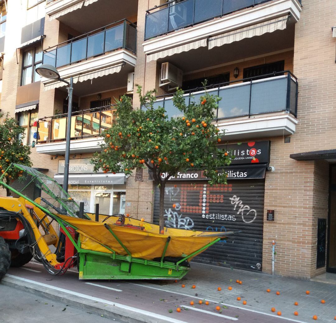 Recogida de la naranja borde de las calles de Valencia